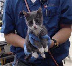 Shelter Stray Male Cat last seen Near BLOCK SIMMS ST ARVADA CO 80004, 1241 W Bayaud Ave, Denver, CO 80223, USA