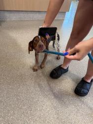 Shelter Stray Male Dog last seen Near BLOCK SHELBYVILLE RD, 3528 Newburg Rd, Louisville, KY 40218, USA