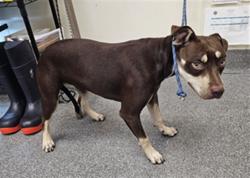 Shelter Stray Female Dog last seen , 3201 Lacy St, Los Angeles, CA 90031, USA