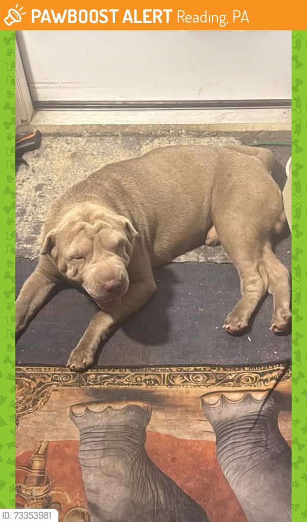 Found/Stray Male Dog last seen S 12 and Cotton, Reading, PA 19602