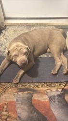Found/Stray Male Dog last seen S 12 and Cotton, Reading, PA 19602