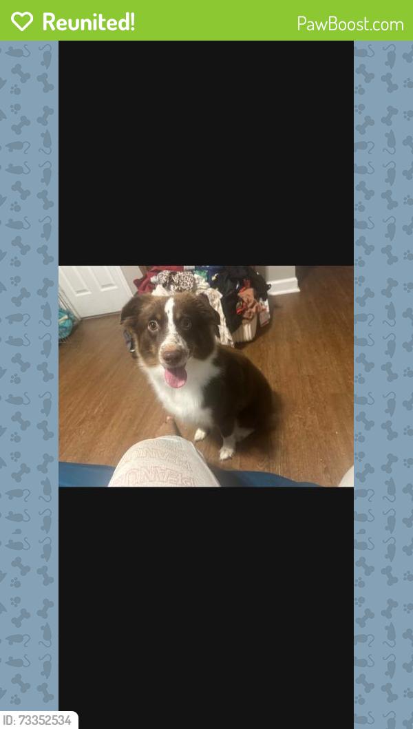 Reunited Female Dog last seen Columbia rd, Martinez, GA 30907