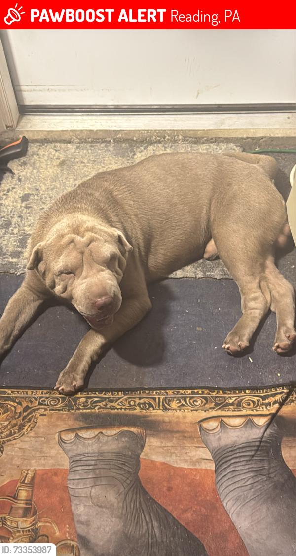 Lost Male Dog last seen Near and Cotton St, Reading, PA 19602
