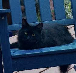 Lost Female Cat last seen Greenbrier ct new Bern nc 28562, New Bern, NC 28562