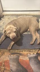 Lost Male Dog last seen Near and Cotton St, Reading, PA 19602