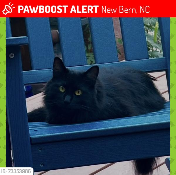 Lost Female Cat last seen Greenbrier ct new Bern nc 28562, New Bern, NC 28562