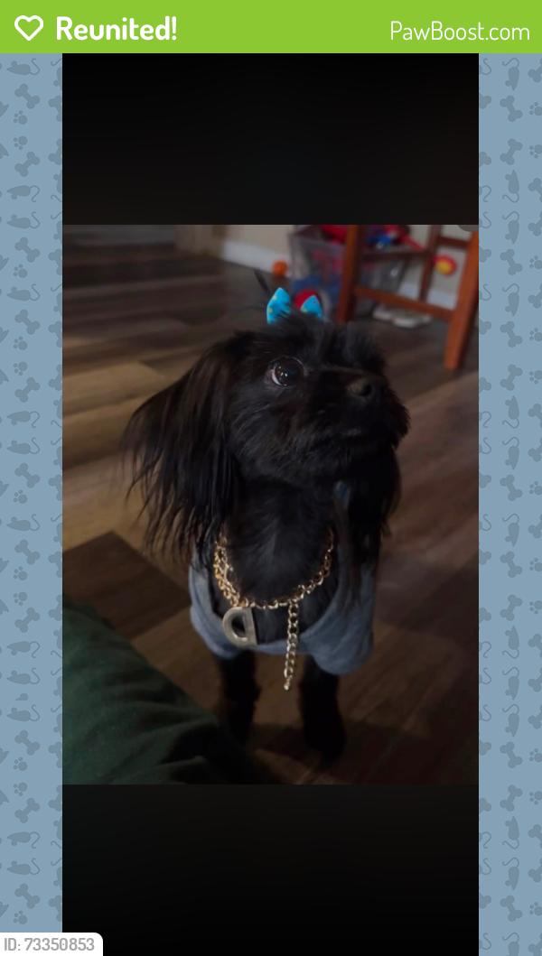 Reunited Female Dog last seen Riverview Park, Valley Refuge Shelter, Pittsburgh, PA 15212