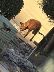 Lost Female Dog last seen Street jasmine ct, Stetson, Oakdale, CA 95361
