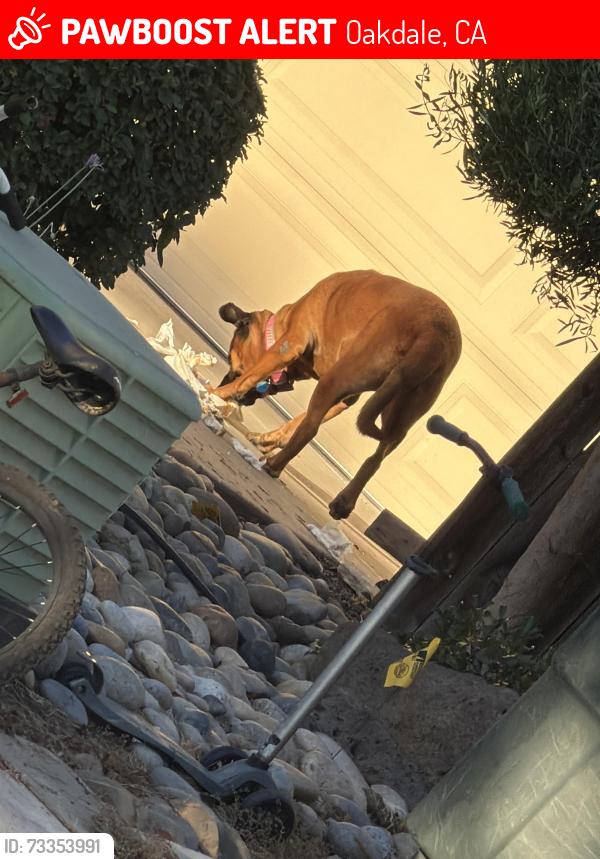 Lost Female Dog last seen Street jasmine ct, Stetson, Oakdale, CA 95361