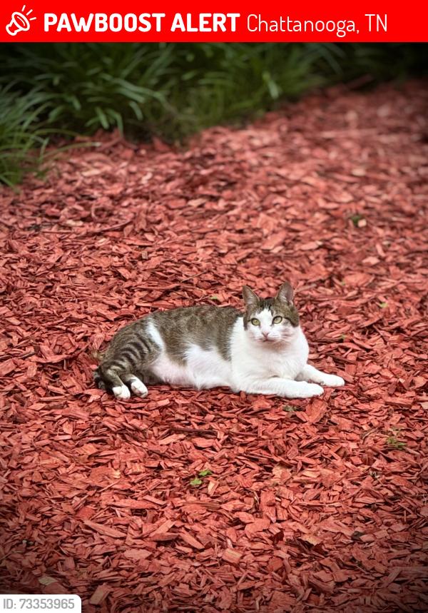 Lost Female Cat last seen Halfway between Aretha’s and Frazier, Chattanooga, TN 37405