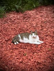 Lost Female Cat last seen Halfway between Aretha’s and Frazier, Chattanooga, TN 37405