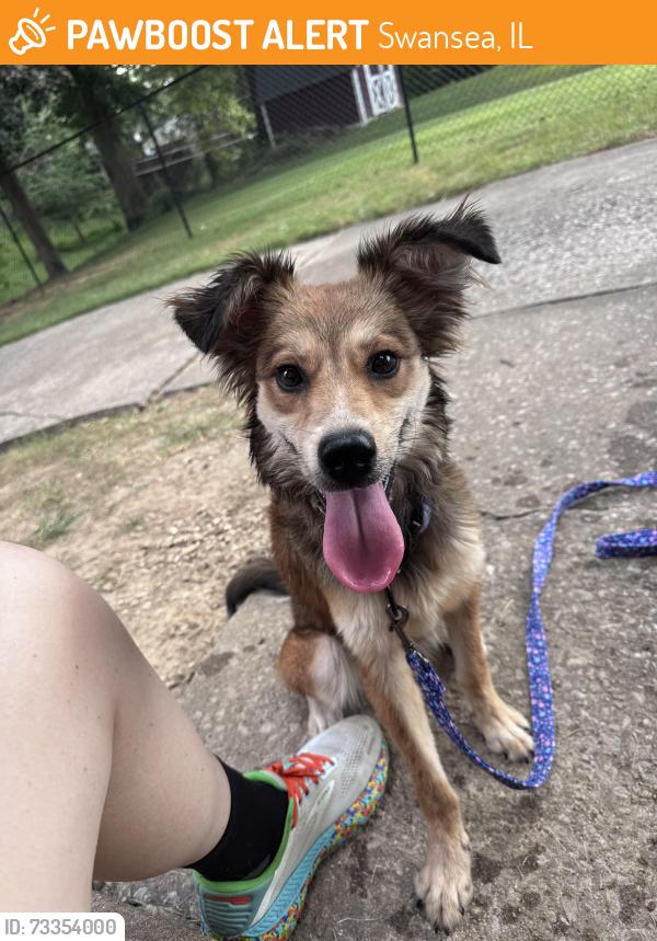 Found/Stray Female Dog last seen Morgan street, 17th Street, Swansea, IL 62226