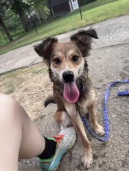 Found/Stray Female Dog last seen Morgan street, 17th Street, Swansea, IL 62226