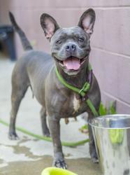 Shelter Stray Female Dog last seen , 30032, GA, 3280 Chamblee Dunwoody Rd, Chamblee, GA 30341, USA