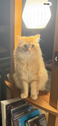 Lost Male Cat last seen Northeast of saint Jeanne d arc school, Edmonton, AB T6B 1N6