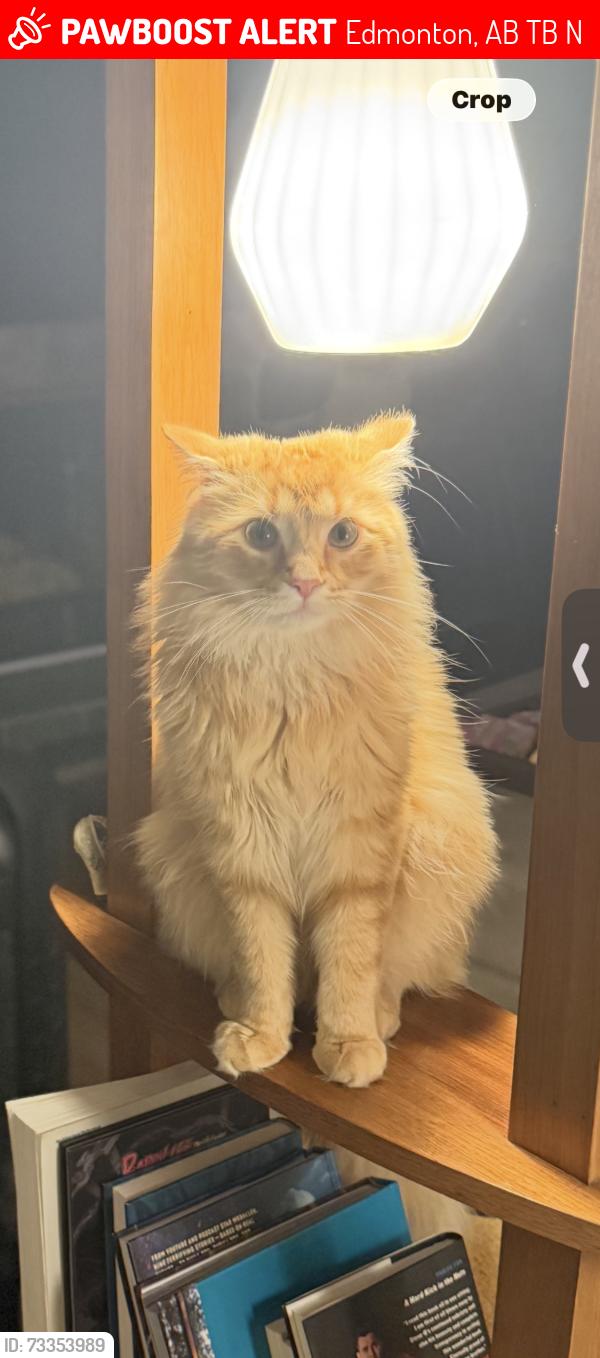 Lost Male Cat last seen Northeast of saint Jeanne d arc school, Edmonton, AB T6B 1N6