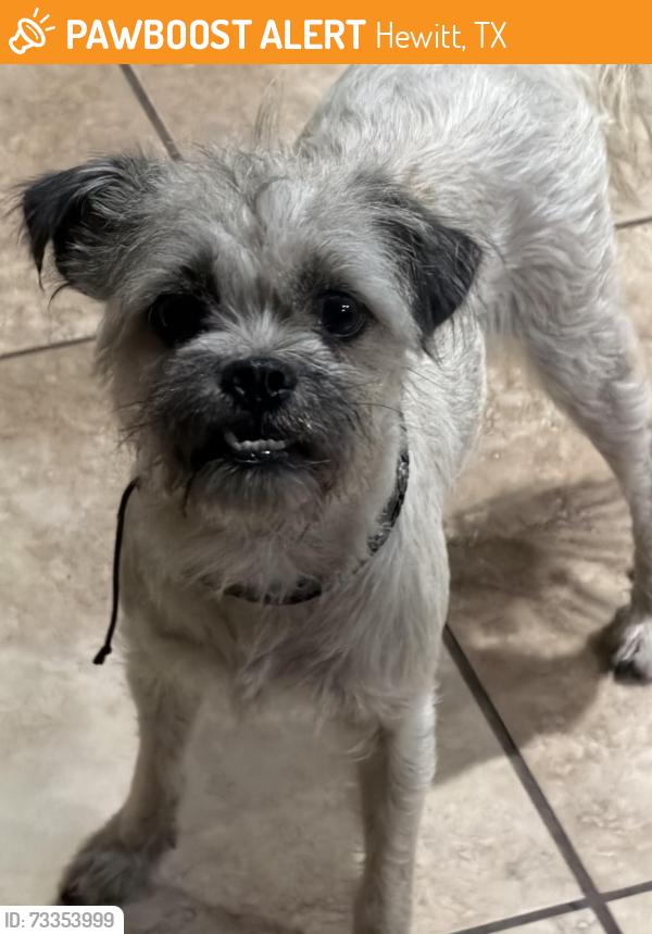 Found/Stray Female Dog last seen Found at the Vfw in Hewitt, old temple and Bagby in the old Dairy Queen parking lot, Hewitt, TX 76643