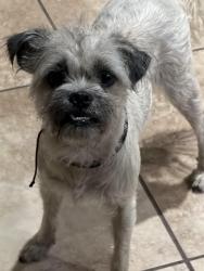 Found/Stray Female Dog last seen Found at the Vfw in Hewitt, old temple and Bagby in the old Dairy Queen parking lot, Hewitt, TX 76643