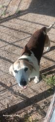 Lost Male Dog last seen Polly Peak, Bandera County, TX 78003