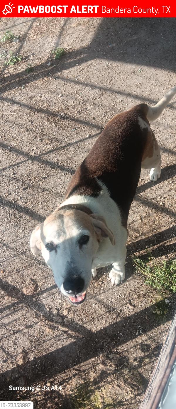 Lost Male Dog last seen Polly Peak, Bandera County, TX 78003