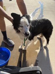 Reunited Male Dog last seen FM 4683 and W N Woody, Briar, TX 76020