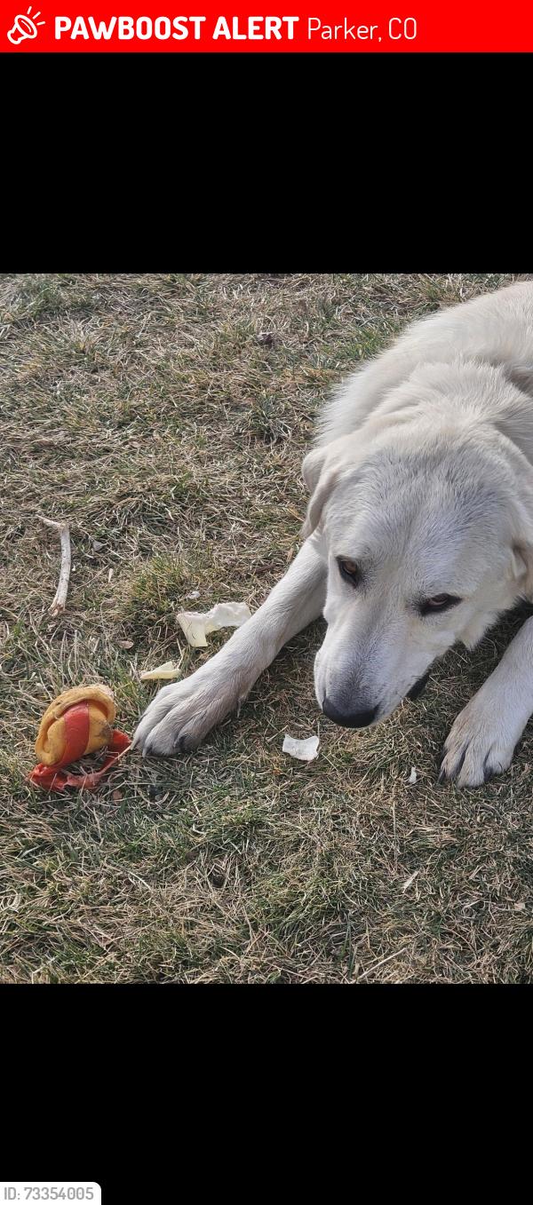 Lost Male Dog last seen Summit and 186, Parker, CO 80138