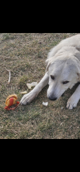 Lost Male Dog last seen Summit and 186, Parker, CO 80138