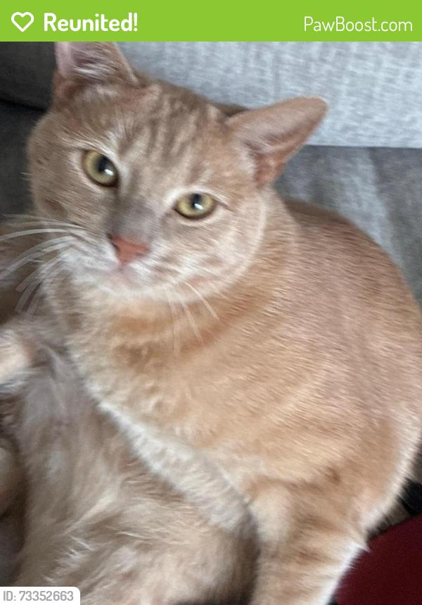 Reunited Male Cat last seen Tarrant & 1-61, Grand Prairie, TX 75050