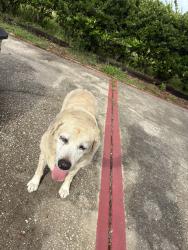 Reunited Female Dog last seen Mercers Fernery, DeLand, FL 32720