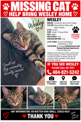 Lost Male Cat last seen Mango Cir nw & northwest dr nw, Atlanta, GA 30318
