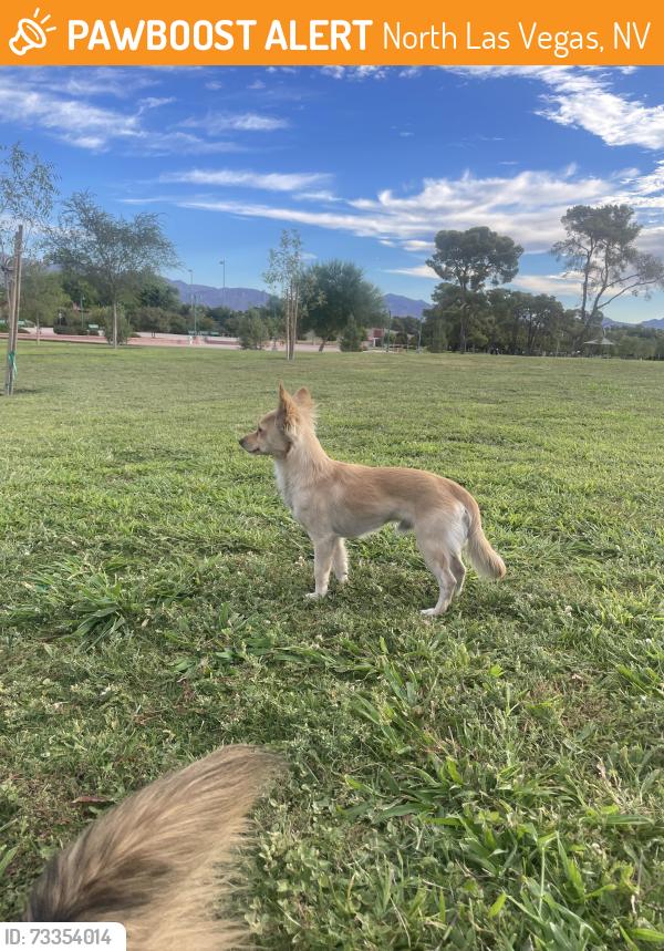 Found/Stray Male Dog last seen Basketball court at Craig Ranch Park, North Las Vegas, NV 89032