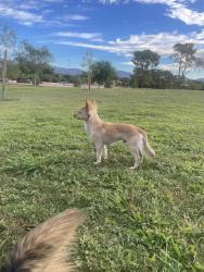 Found/Stray Male Dog last seen Basketball court at Craig Ranch Park, North Las Vegas, NV 89032