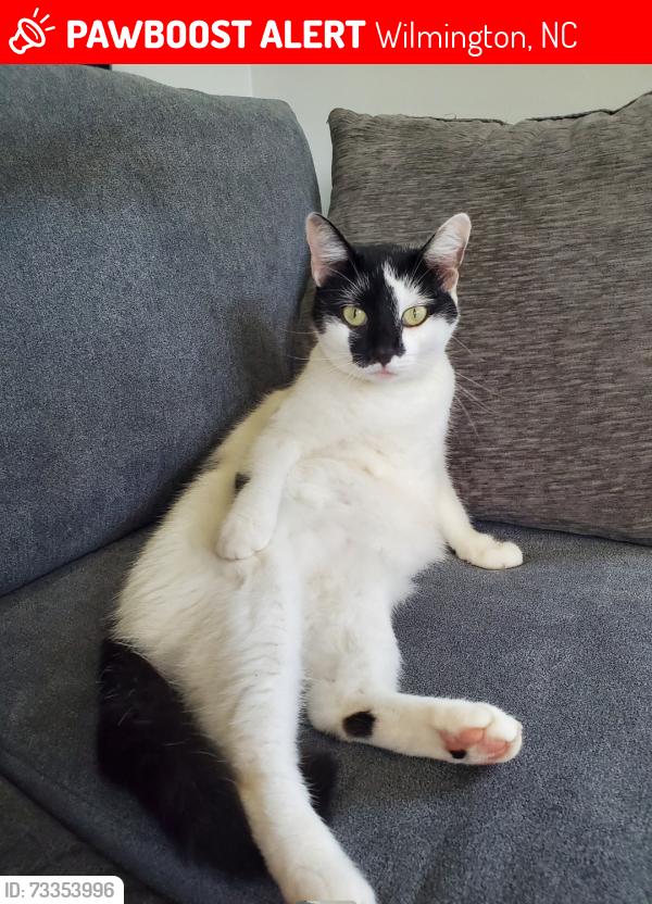 Lost Female Cat last seen Bodega bay Rd and Rio Vista Rd, Wilmington, NC 28412