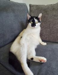Lost Female Cat last seen Bodega bay Rd and Rio Vista Rd, Wilmington, NC 28412