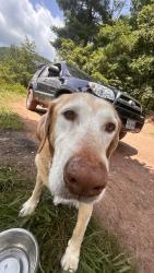 Reunited Male Dog last seen harrison and leigh, Richmond, VA 23220