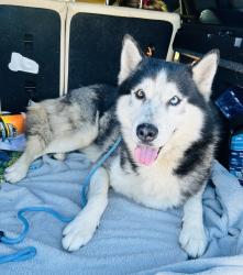 Reunited Male Dog last seen Near S East St, Lebanon, OH 45036