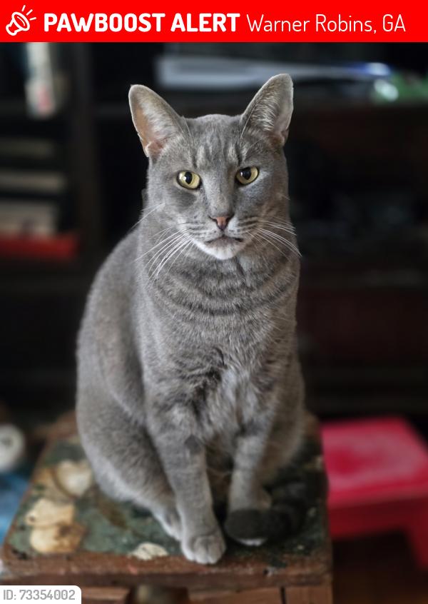 Lost Male Cat last seen Lincoln St and Grant St, Warner Robins, GA 31088
