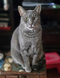 Lost Male Cat last seen Lincoln St and Grant St, Warner Robins, GA 31088
