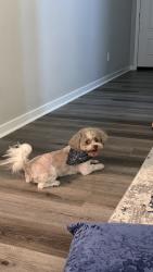 Reunited Male Dog last seen Near Cookhouse Ln, Menifee, CA 92584, USA, Menifee, CA 92584