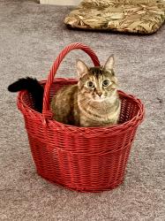 Lost Female Cat last seen Woodland St/Matson Hill Road- So Glastonbury, Glastonbury, CT 06073