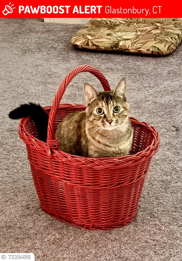 Lost Female Cat last seen Woodland St/Matson Hill Road- So Glastonbury, Glastonbury, CT 06073