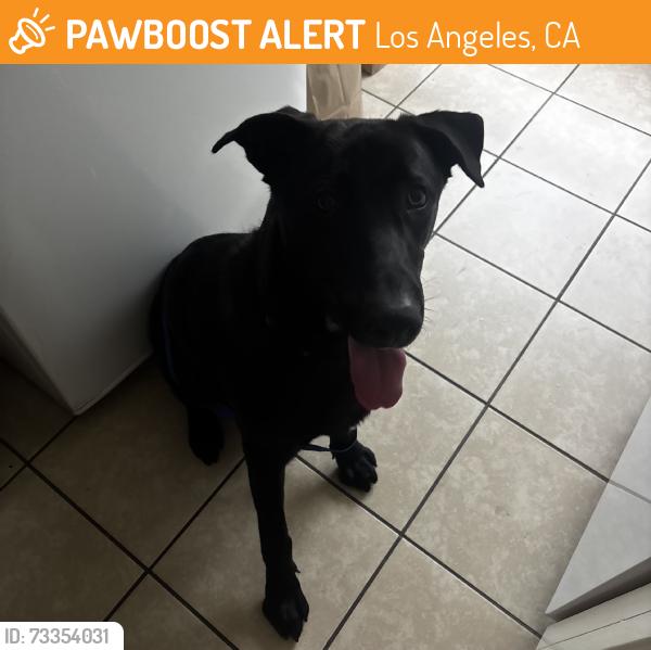 Found/Stray Male Dog last seen Near 42nd and Figueroa, Los Angeles, CA 90037