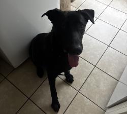 Found/Stray Male Dog last seen Near 42nd and Figueroa, Los Angeles, CA 90037