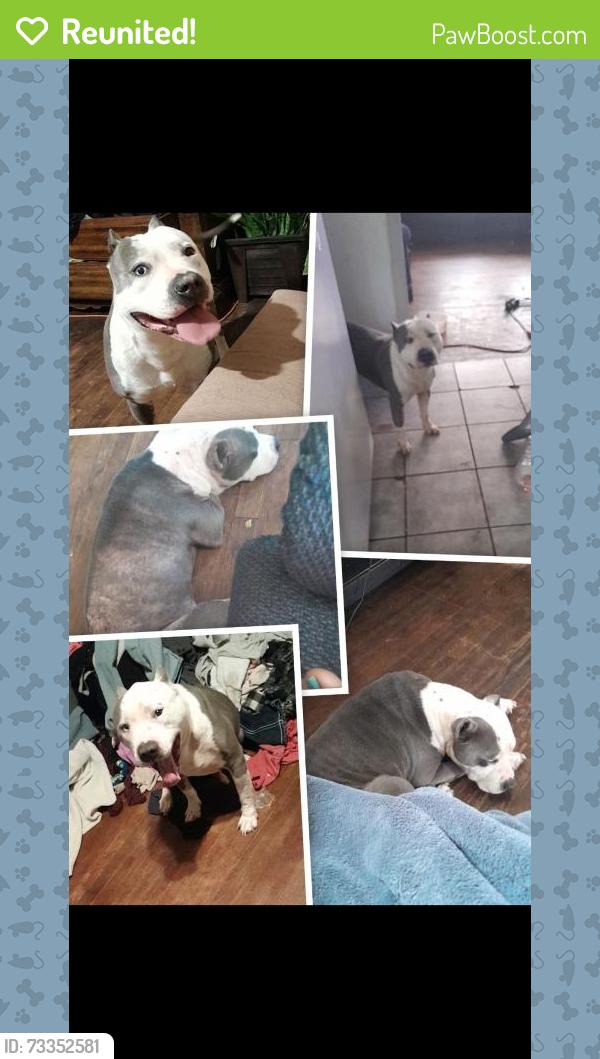 Reunited Male Dog last seen Juanita and Ridgewood rd, Denison, TX 75020