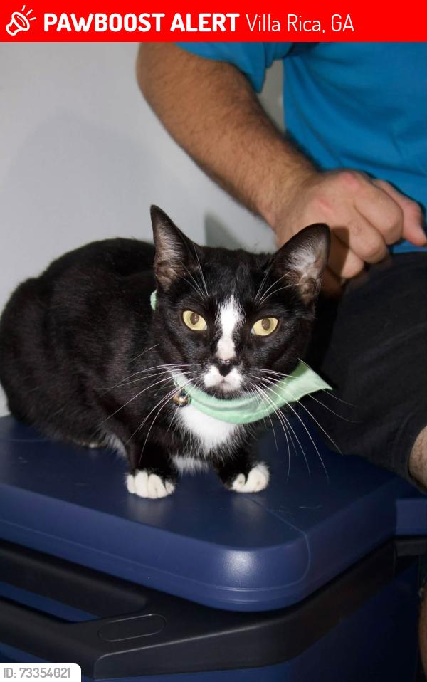 Lost Male Cat last seen Brookside Subdivision, Villa Rica, GA 30180