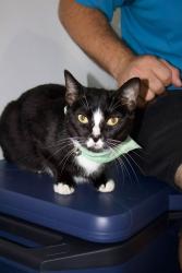 Lost Male Cat last seen Brookside Subdivision, Villa Rica, GA 30180