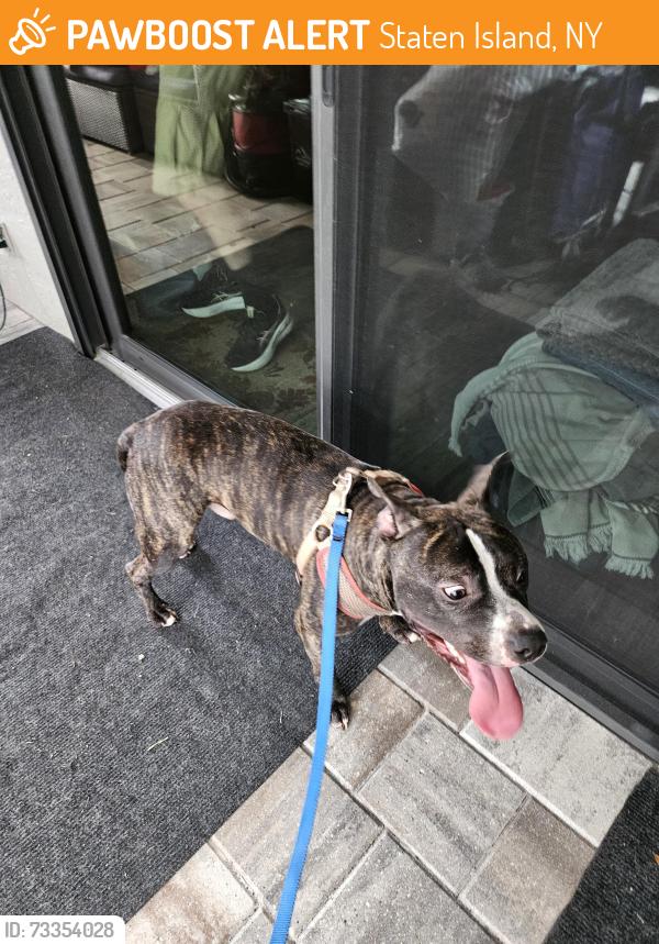 Found/Stray Male Dog last seen Bloomingdale Park near Shady Nook Dr Brandon FL, Bloomingdale, FL 33511