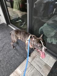Found/Stray Male Dog last seen Bloomingdale Park near Shady Nook Dr Brandon FL, Bloomingdale, FL 33511