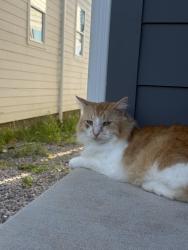 Lost Male Cat last seen At home, round hill lane & friendship circle, Spring Hill, TN 37174