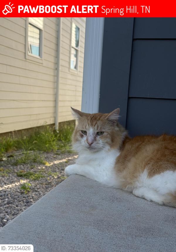 Lost Male Cat last seen At home, round hill lane & friendship circle, Spring Hill, TN 37174